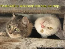 Жіноча логіка у картинках, Завжди у формі! логіка