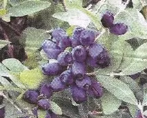 Жимолість особливості культури - Сади Сибіру сибіру