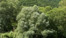 127872 Сонник Іва, до чого сниться Іва жінці, що означає побачити Іву уві сні - тлумачення снів сонник