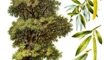 127872 Сонник Іва, до чого сниться Іва жінці, що означає побачити Іву уві сні - тлумачення снів чого