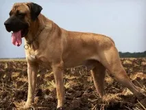 10 найбільш злих та агресивних порід собак у світі собак