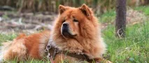 10 найбільш злих та агресивних порід собак у світі найбільш