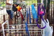 Іноземний досвід Як влаштовані майданчики для вигулу собак у 5 містах світу іноземний