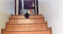 молодим