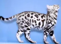 лікування