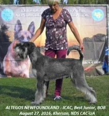ALTEGOS - розплідник цвергшнауцерів, миттельшнауцерів та різеншнауцерів (рег. різеншнауцерів