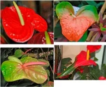 Anthurium