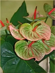 Anthurium