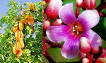 Аверроа Карамбола, Фрукт-зірка карамболи