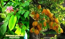 Аверроа Карамбола, Фрукт-зірка карамбола