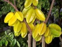 Averrhoa carambola (Карамбола) carambola