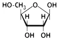рибоза