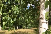 березовий