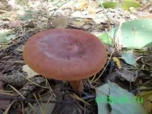 Lactarius