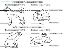 Книга: Природознавство та основи екології основи