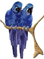 Великий гіацинтовий ара (Anodorhynchus hyacinthinus) ара, зміст догляд неволі годування hyacinthinus