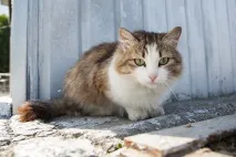 Бомжі хвостаті НЦПДЖ