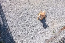 Бомжі хвостаті бомжі