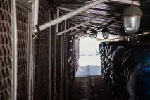 Бомжі хвостаті лише