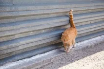 Бомжі хвостаті бомжі