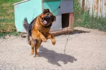 Бомжі хвостаті бомжі