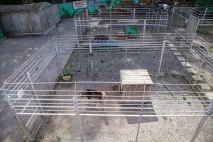 Бомжі хвостаті бомжі