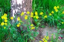 Використання суріпки в народній медицині медицині
