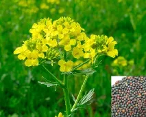 Використання суріпки в народній медицині використання