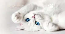 шукати