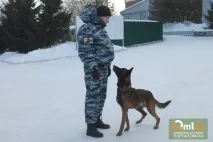 Чотироногий товариш по службі та кращийдруг кращийдруг