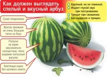 Чим корисний кавун для організму – калорійність, протипоказання. кавун