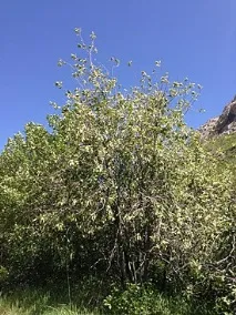 Черемха віргінська Черемха