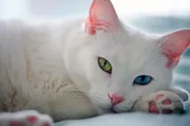 Într-adevăr, pisicile cu culori diferite ale ochilor trăiesc mai mult De ce