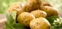 Ефективне лікування геморою картоплею вдомашніх умовах геморою