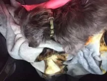 Її господар сів у в’язницю Ленгфорд