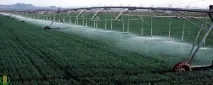 Дощування - один із способів поливу сільськогосподарських культур сільськогосподарських