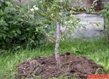 Якщо дерево засохло за тиждень дерев