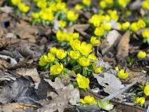 Ерантис (весняк) посадка та догляд у відкритому ґрунті, фото, вирощування з насіння ерантис