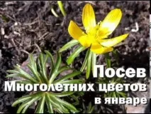 Ерантис (весняк) посадка та догляд у відкритому ґрунті, фото, вирощування з насіння догляд