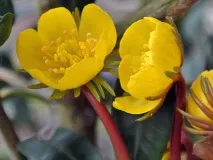 Ерантис (весняк) посадка та догляд у відкритому ґрунті, фото, вирощування з насіння догляд