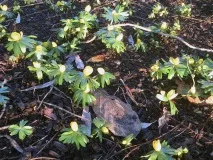 Ерантис (весняк) посадка та догляд у відкритому ґрунті, фото, вирощування з насіння весняк