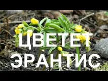 Ерантис (весняк) посадка та догляд у відкритому ґрунті, фото, вирощування з насіння посадка