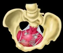 apical