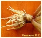 Фіалки догляд та розмноження фіалки