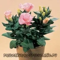Еустома вирощування та догляд із насіння - Популярне про здоров’я догляд