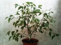 фікус