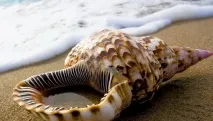 Ворожіння великою морською раковиною ворожіння