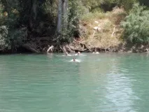 Де тече свята вода тече