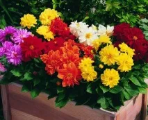 Жоржини - посадка та догляд, огляд різних сортів з фотографіями посадка