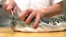 Риба фугу риби фугу